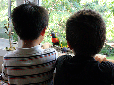 feeding lorikeets